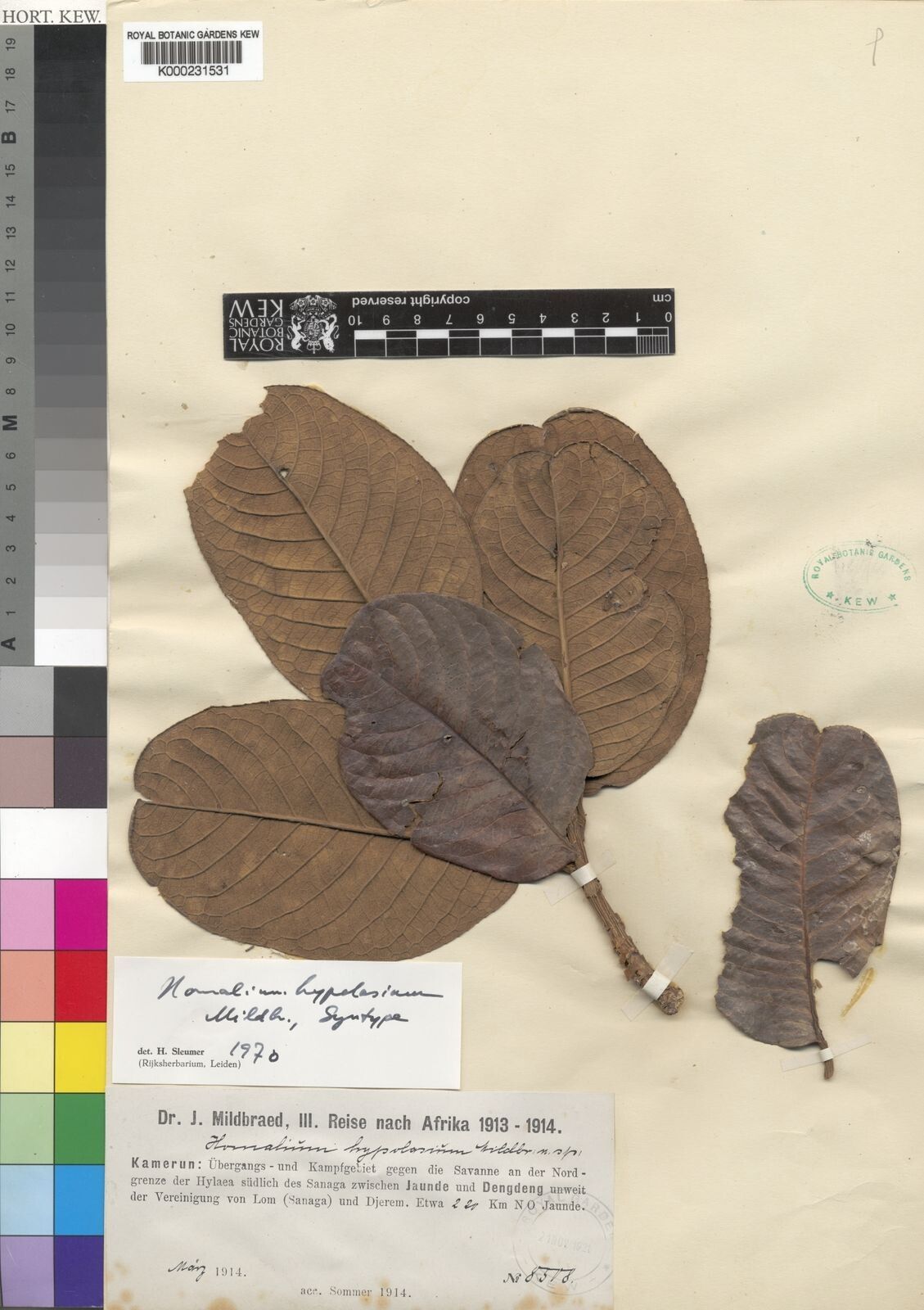 Homalium hypolasium — houseplant care guide