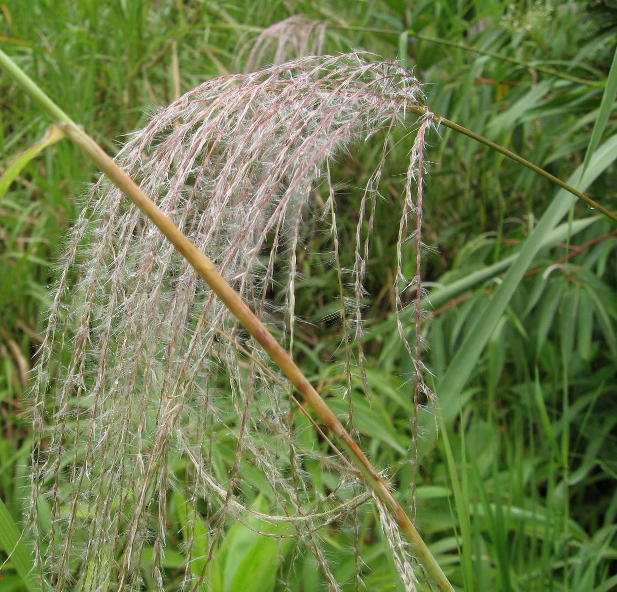 Paspalum saccharoides fruit