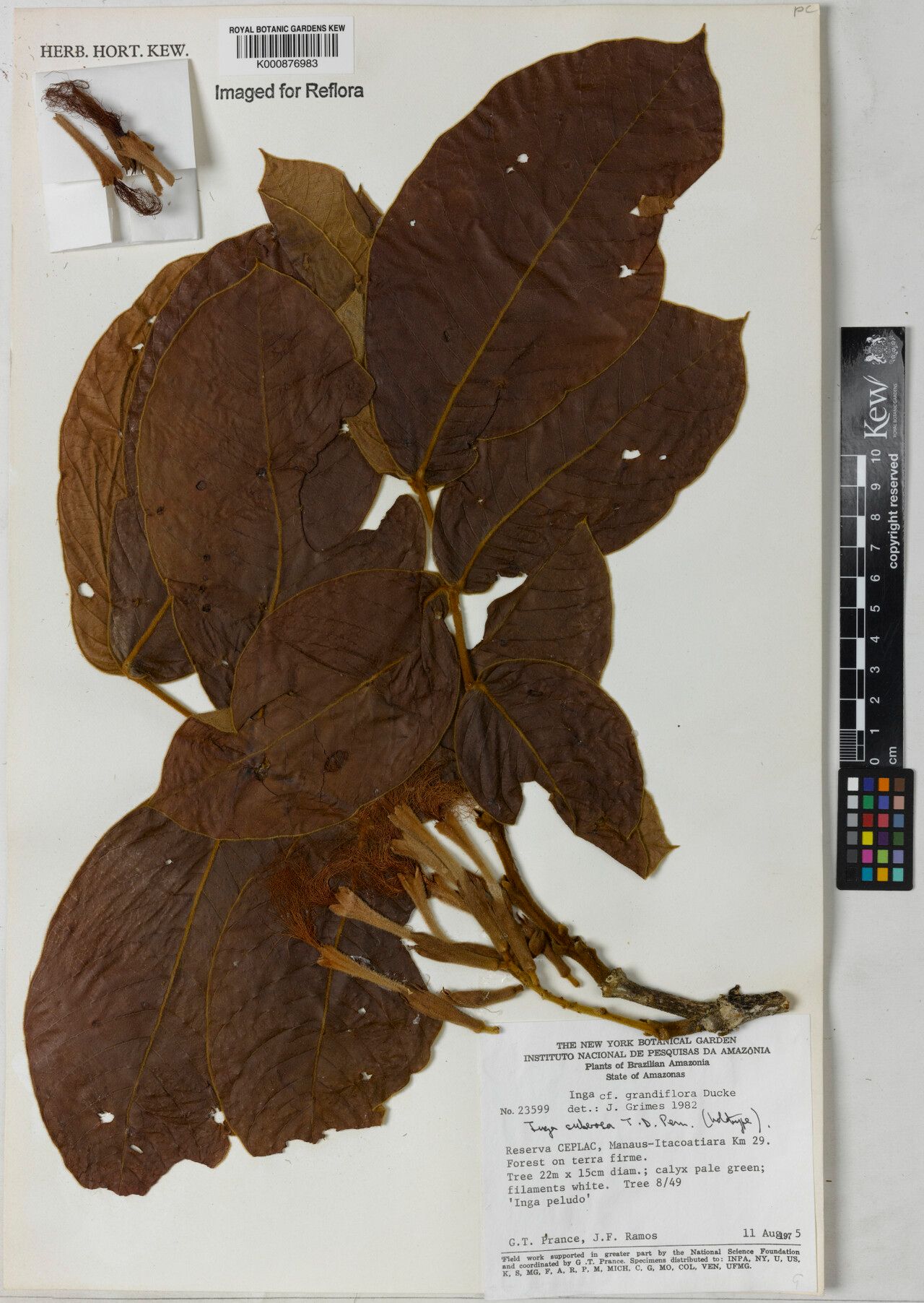 Inga suberosa — houseplant care guide