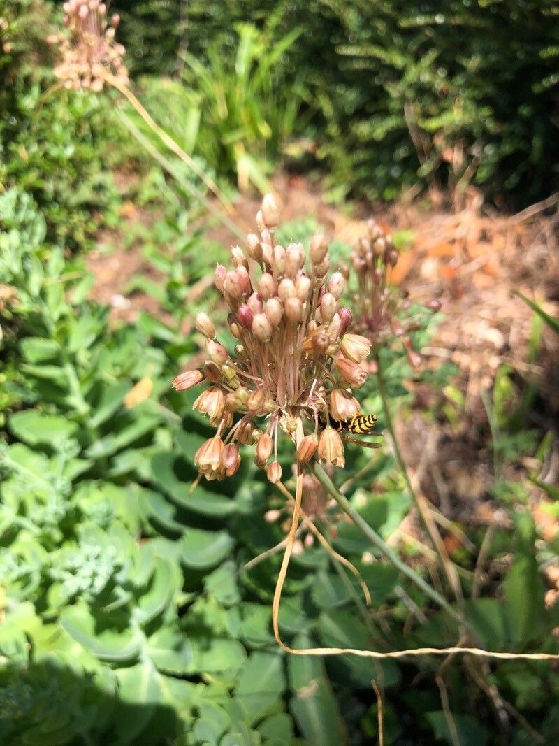 Allium paniculatum fruit