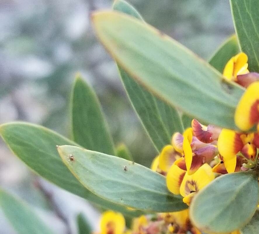 Daviesia latifolia leaf