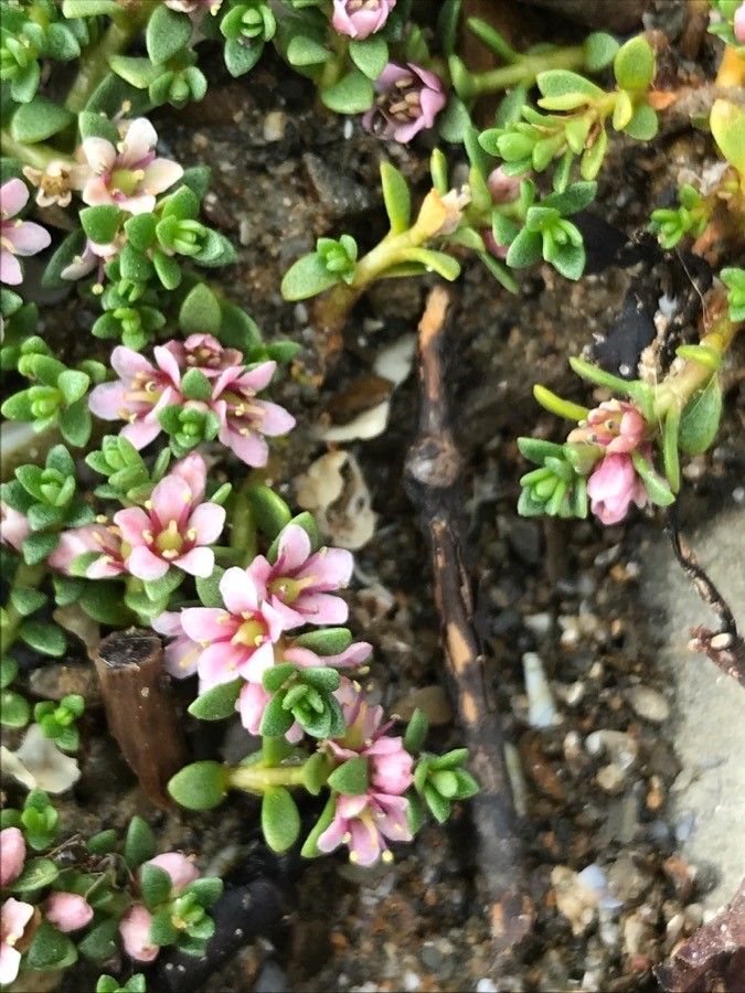 Lysimachia maritima flower