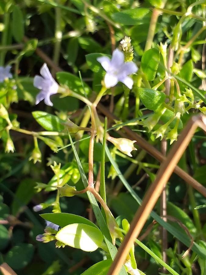 Bacopa monnieri bark