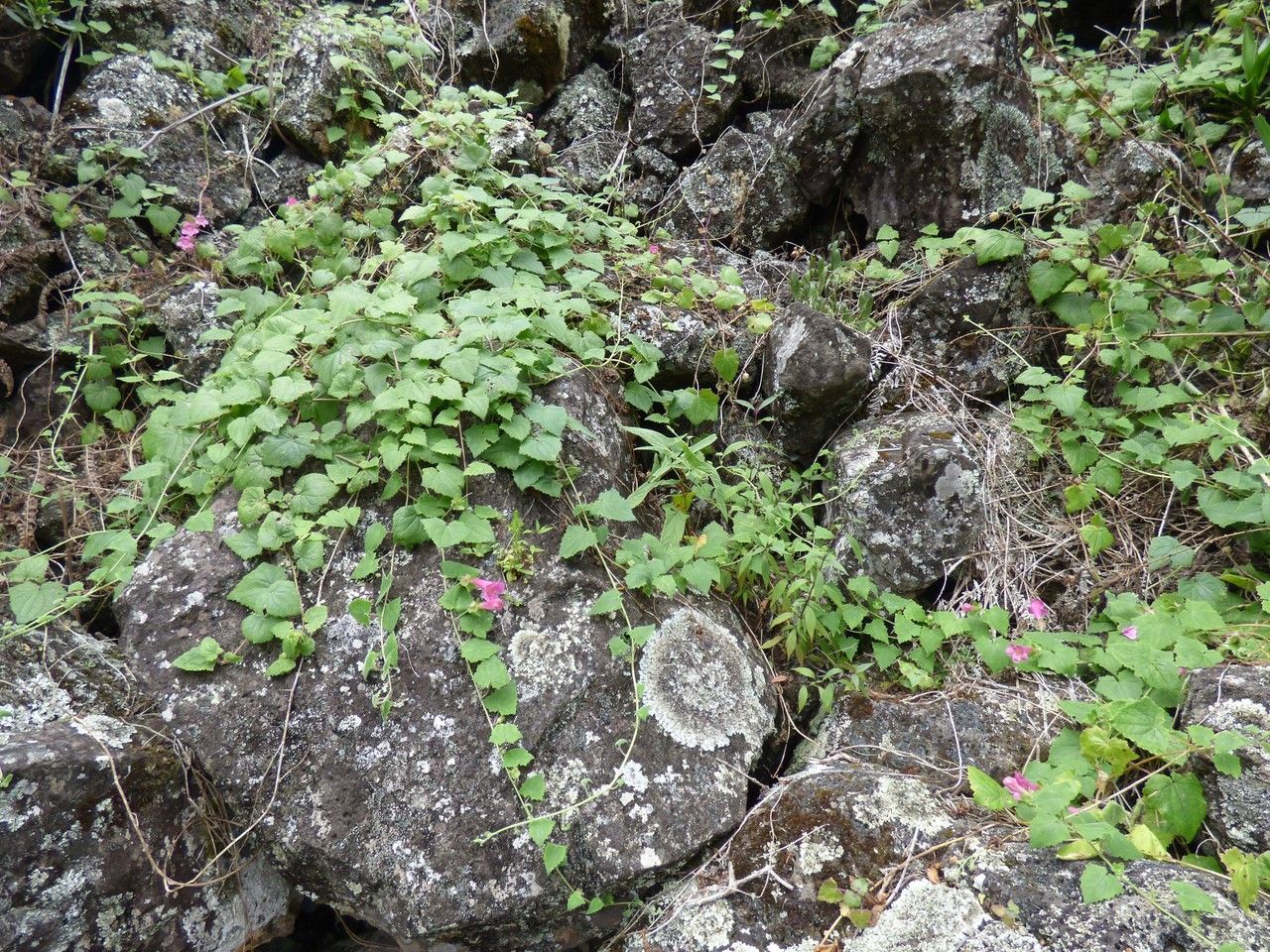 Lophospermum erubescens habit