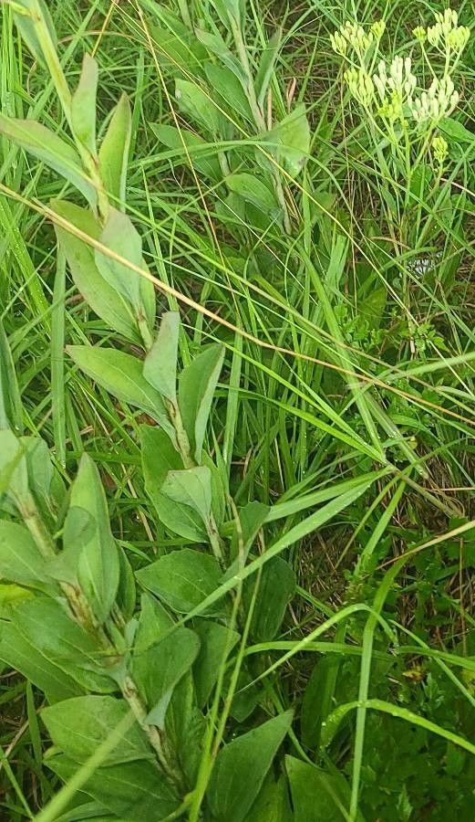 Arnoglossum plantagineum leaf