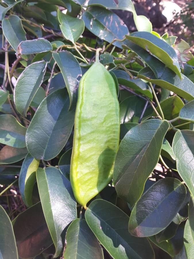 Canavalia favieri fruit