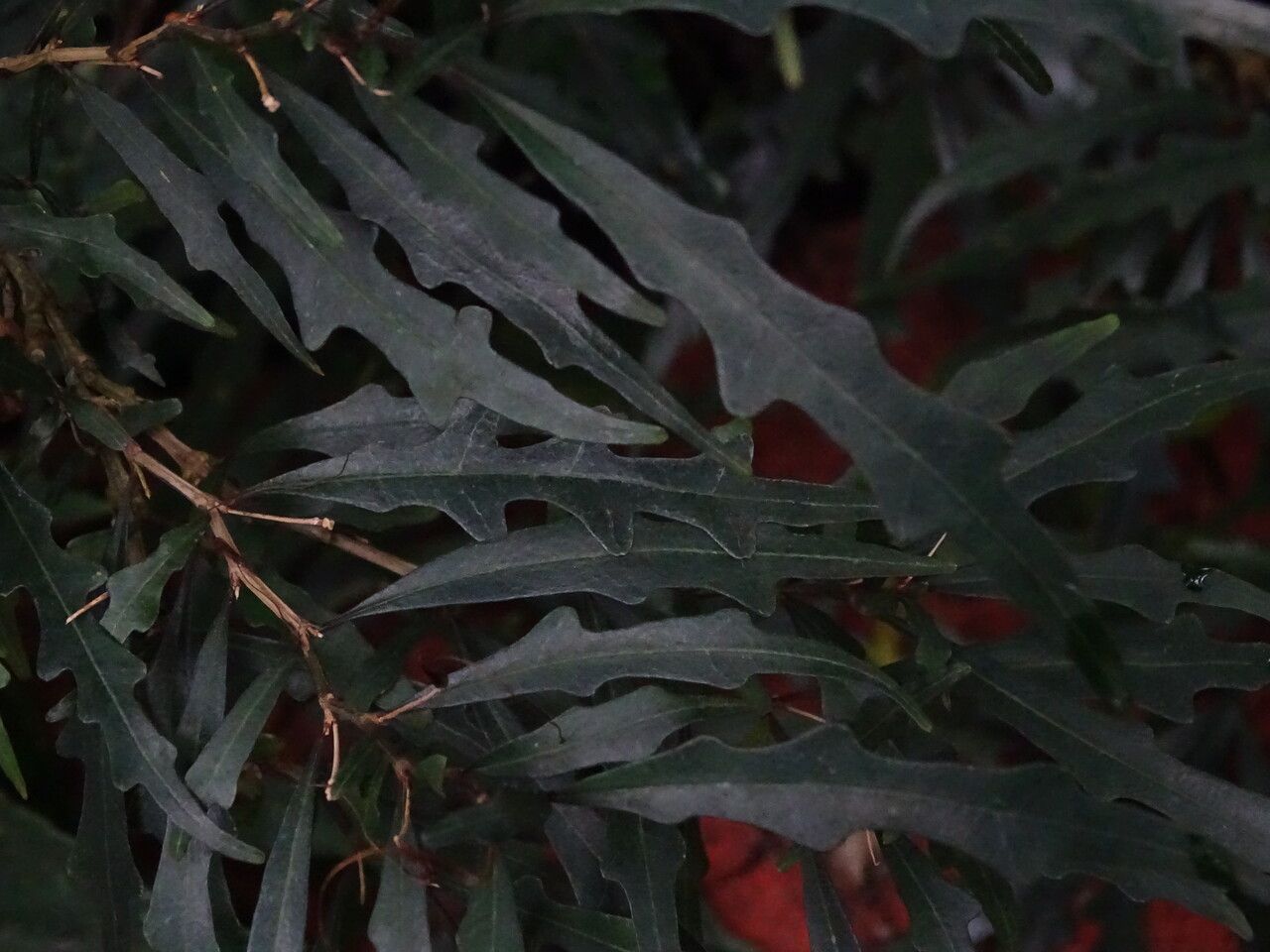 Pseuderanthemum longifolium — search result for 'Pseuderanthemum'