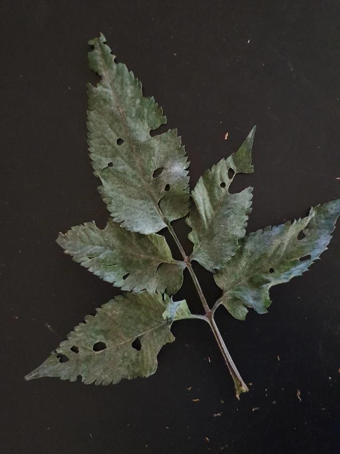 Bidens elgonensis leaf