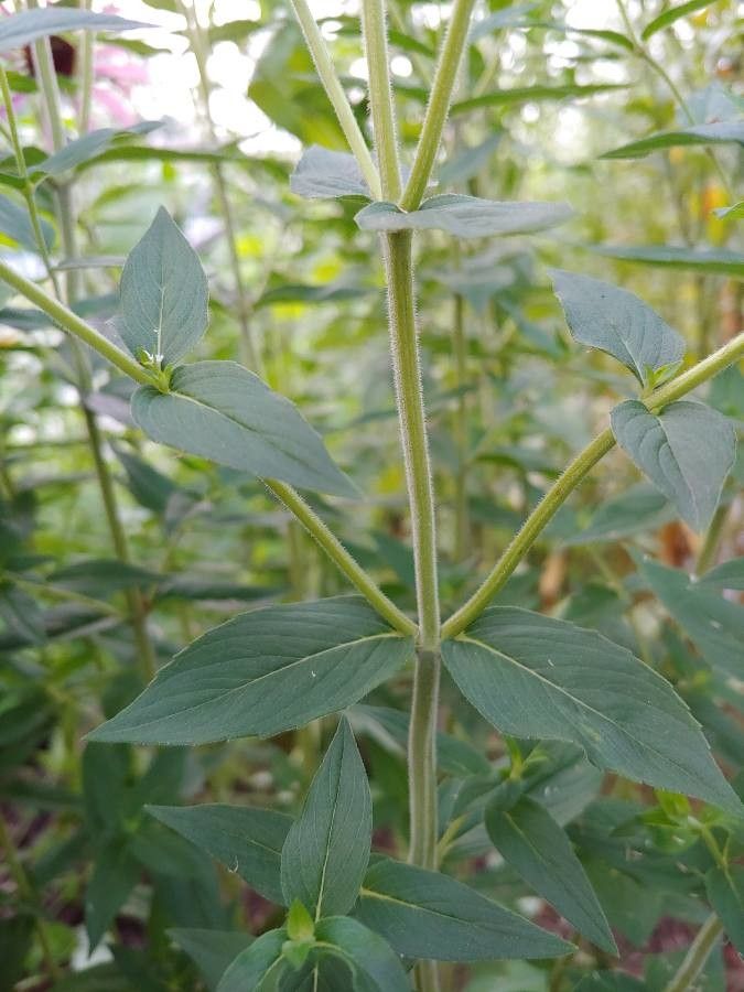 Pycnanthemum muticum bark