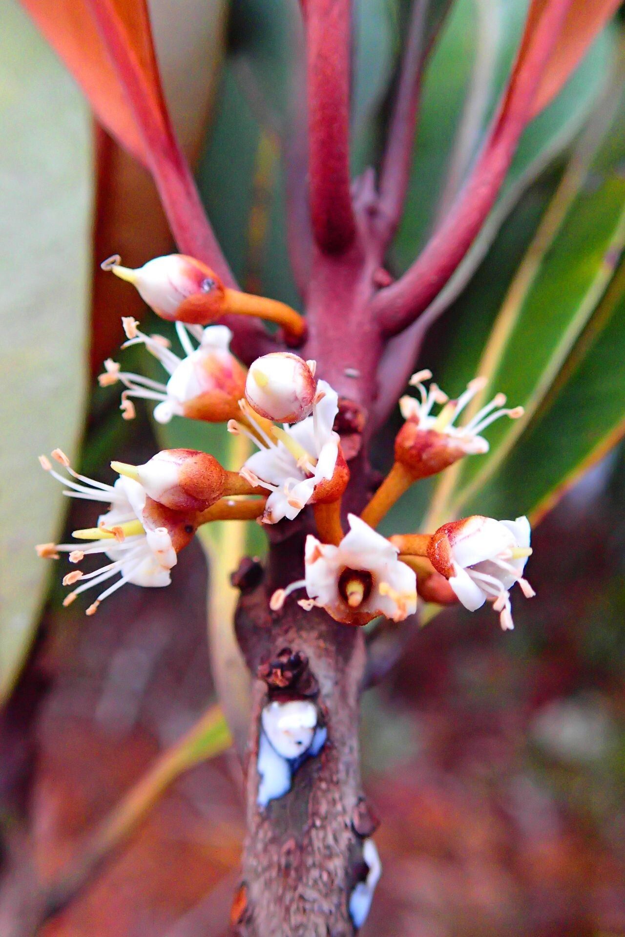 Pycnandra carinocostata flower