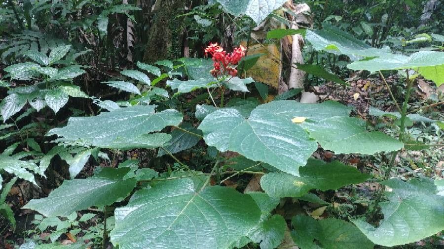 Clerodendrum speciosissimum — search result for 'Clerodendrum'