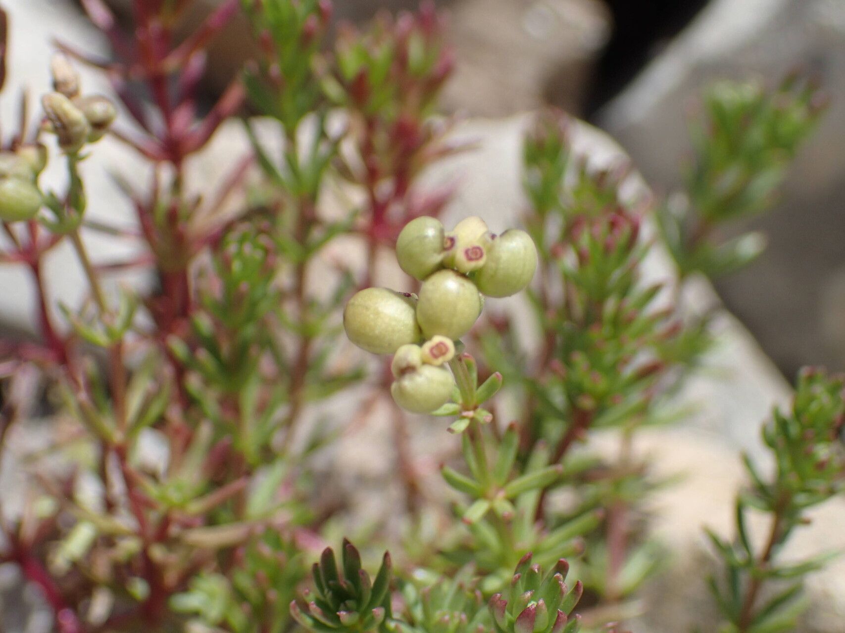 Galium saxosum fruit