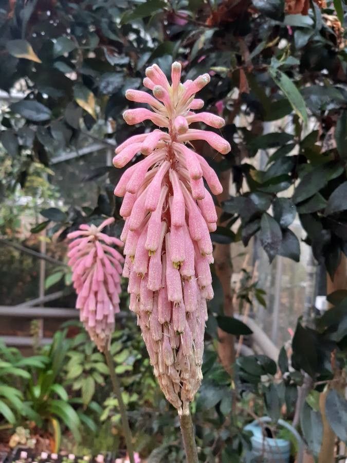 Veltheimia capensis flower