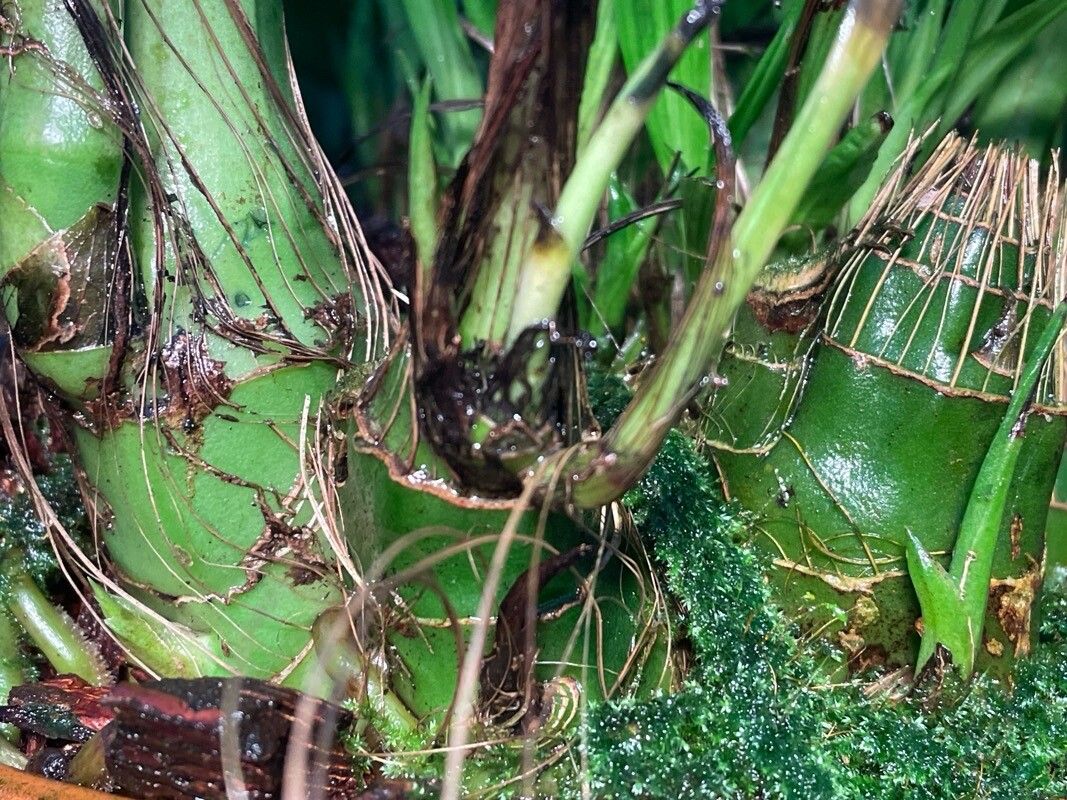 Calanthe tankervilleae bark