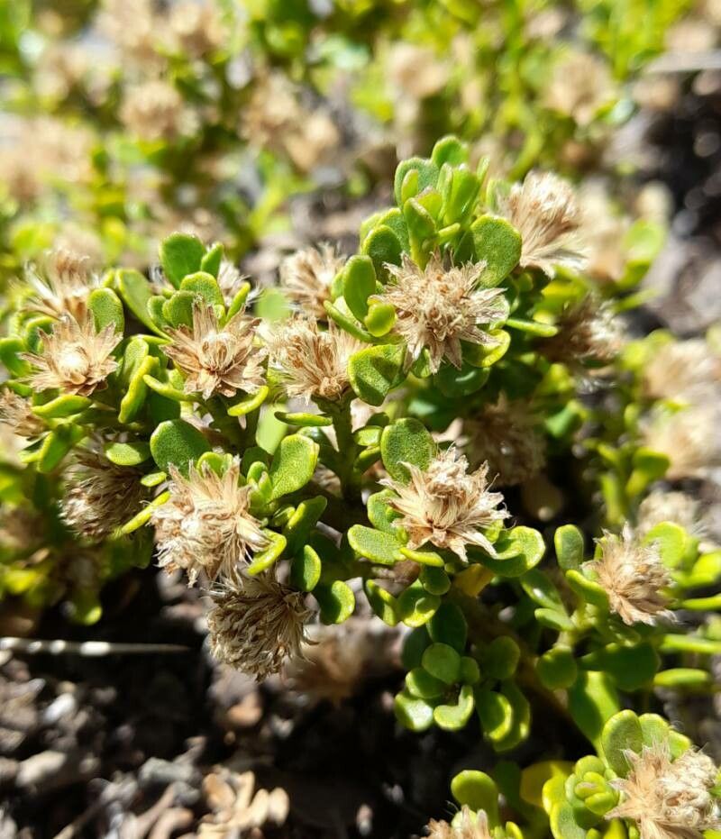 Baccharis magellanica fruit