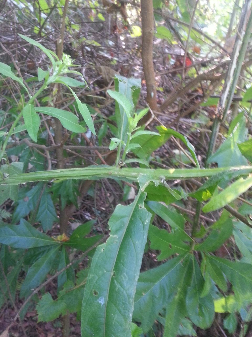 Verbesina walteri habit