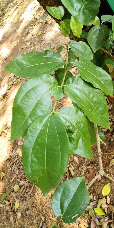 Strychnos nux-vomica — houseplant care guide