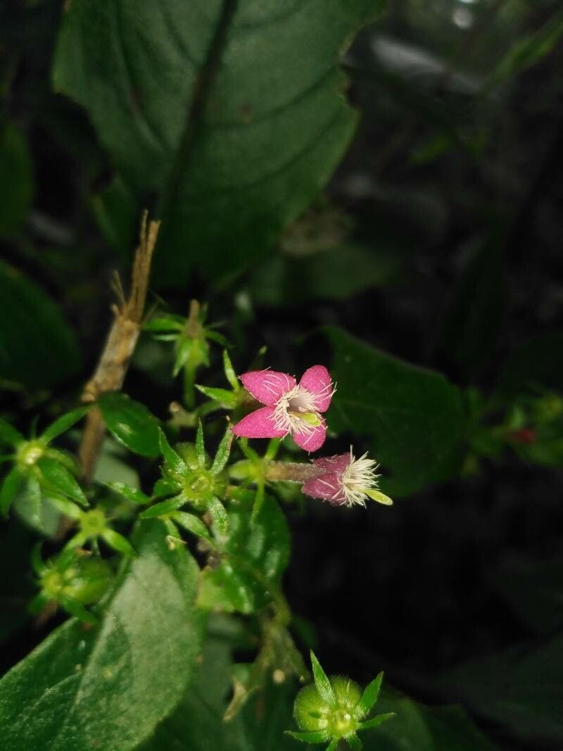 Manettia reclinata flower