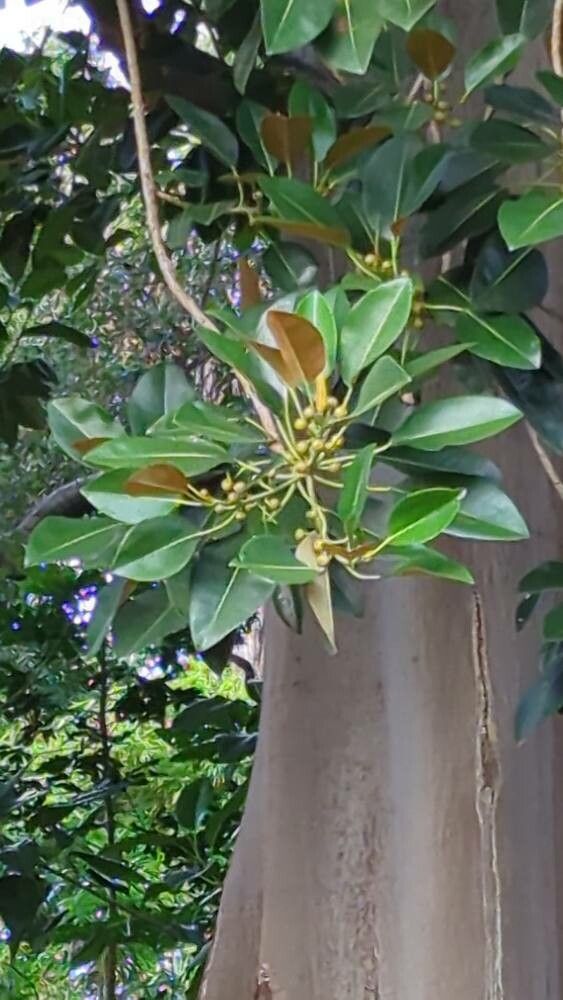 Ficus menabeensis — houseplant care guide