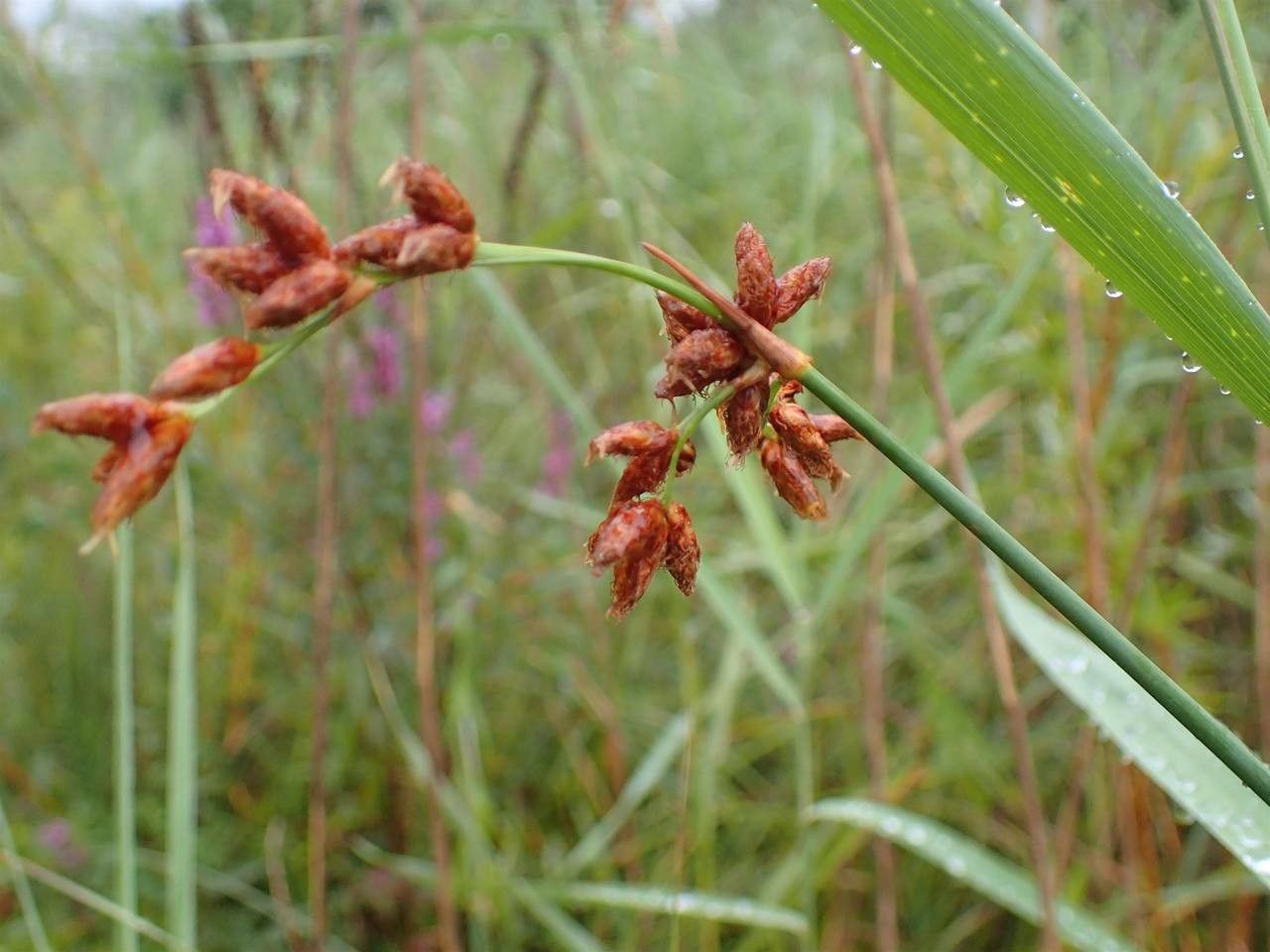 Schoenoplectus tabernaemontani fruit