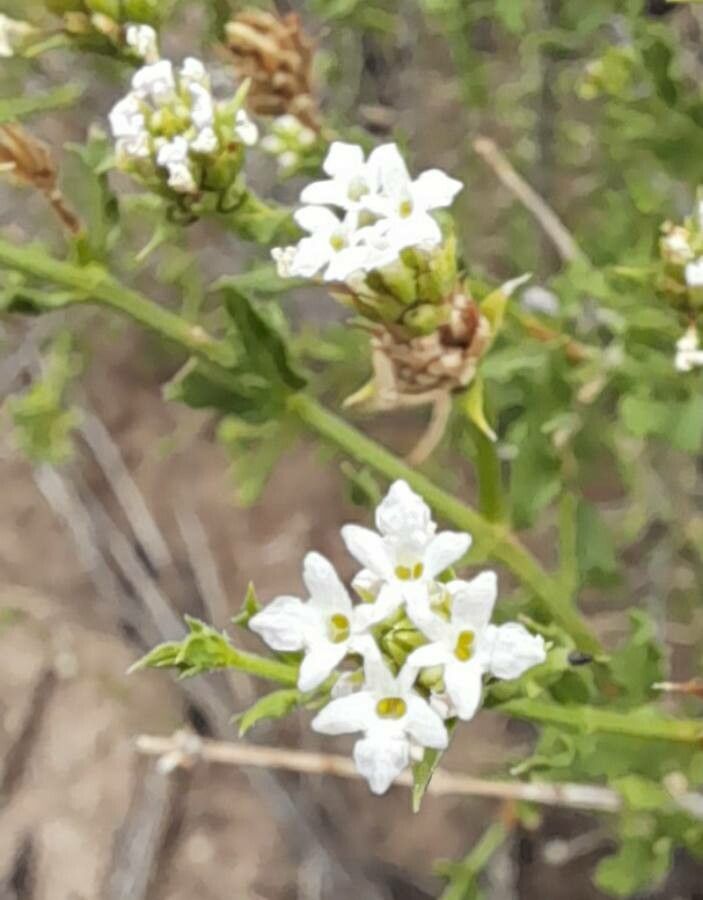 Lippia salsa — search result for 'Lippia'