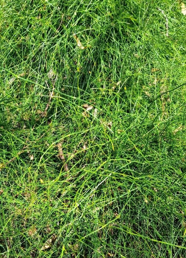Ephedra tweedieana habit