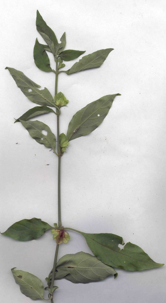 Dicliptera podocephala — houseplant care guide