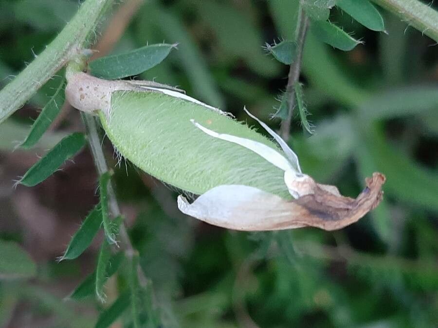 Vicia lutea fruit