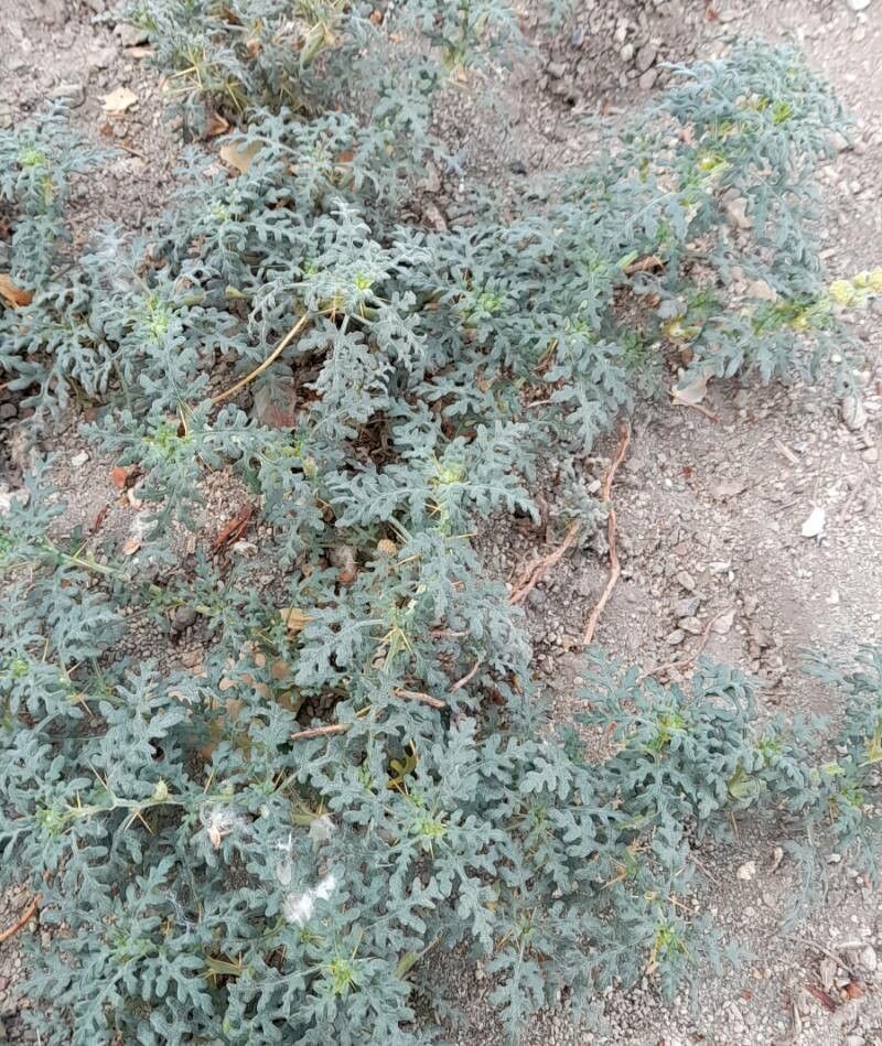 Xanthium ambrosioides habit