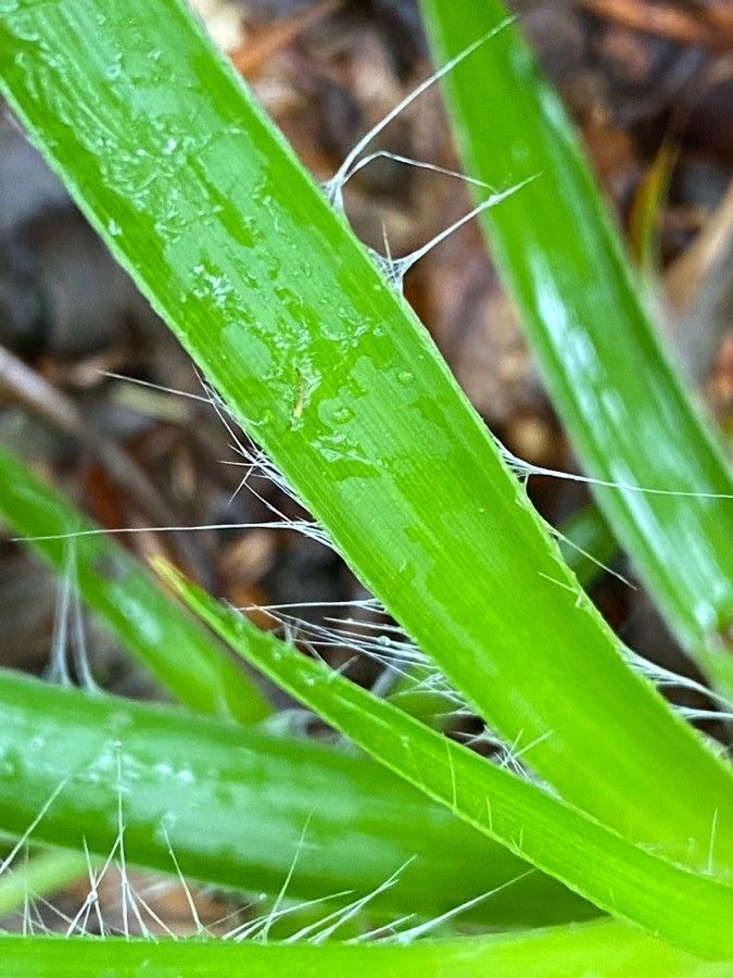 Luzula sylvatica leaf