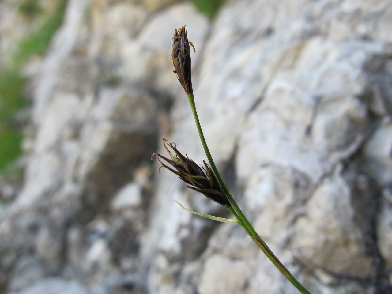 Carex austroalpina fruit