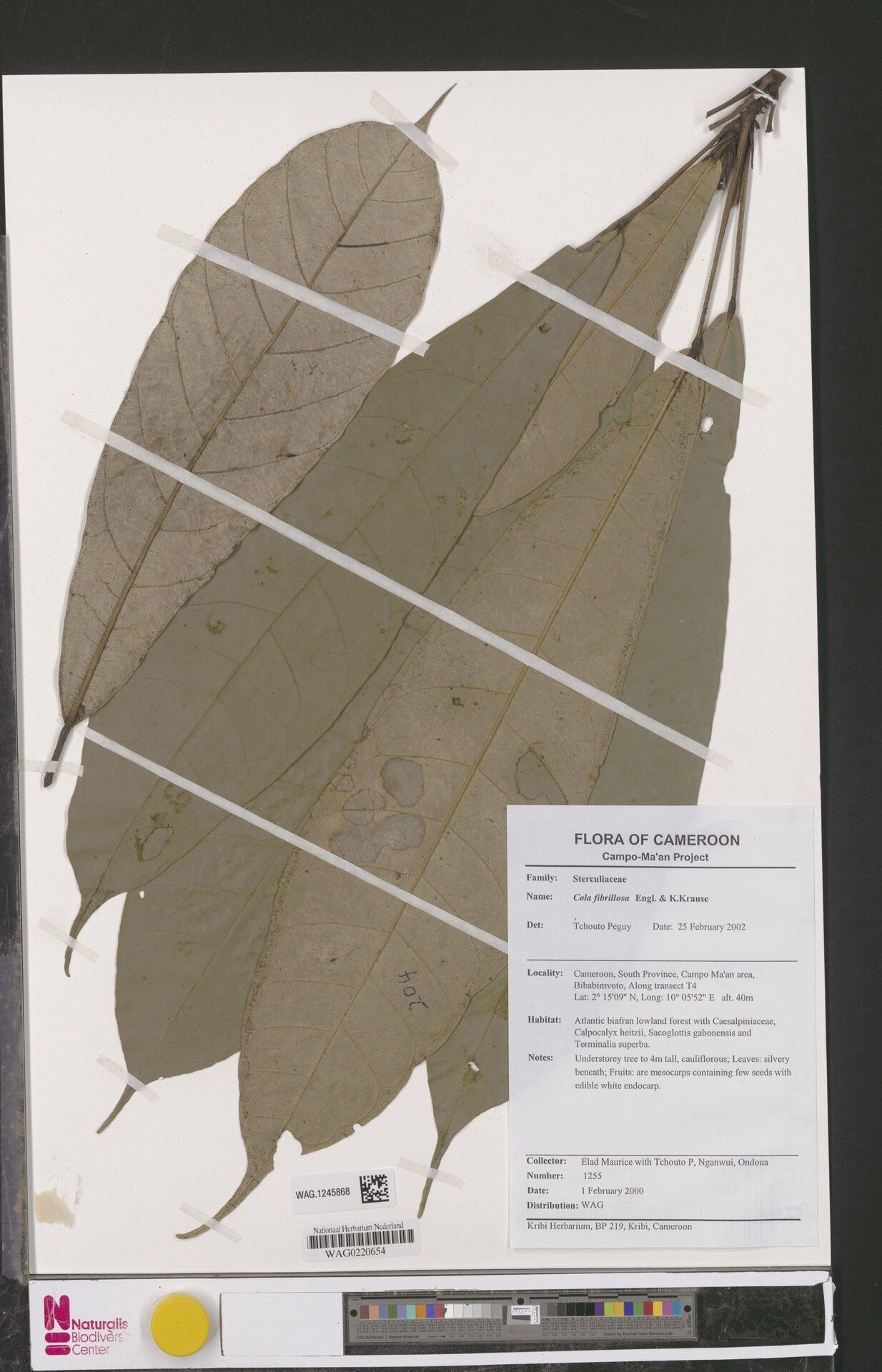 Cola fibrillosa — houseplant care guide