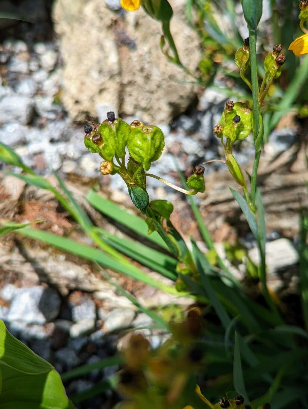 Sisyrinchium macrocarpum fruit