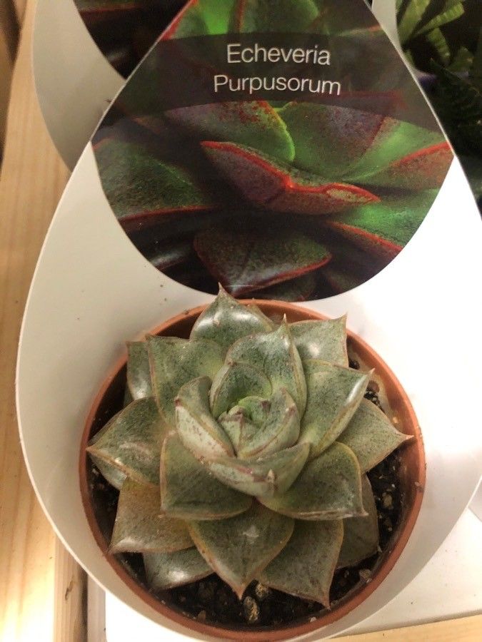 Echeveria purpusorum — difficulty difficulty houseplant