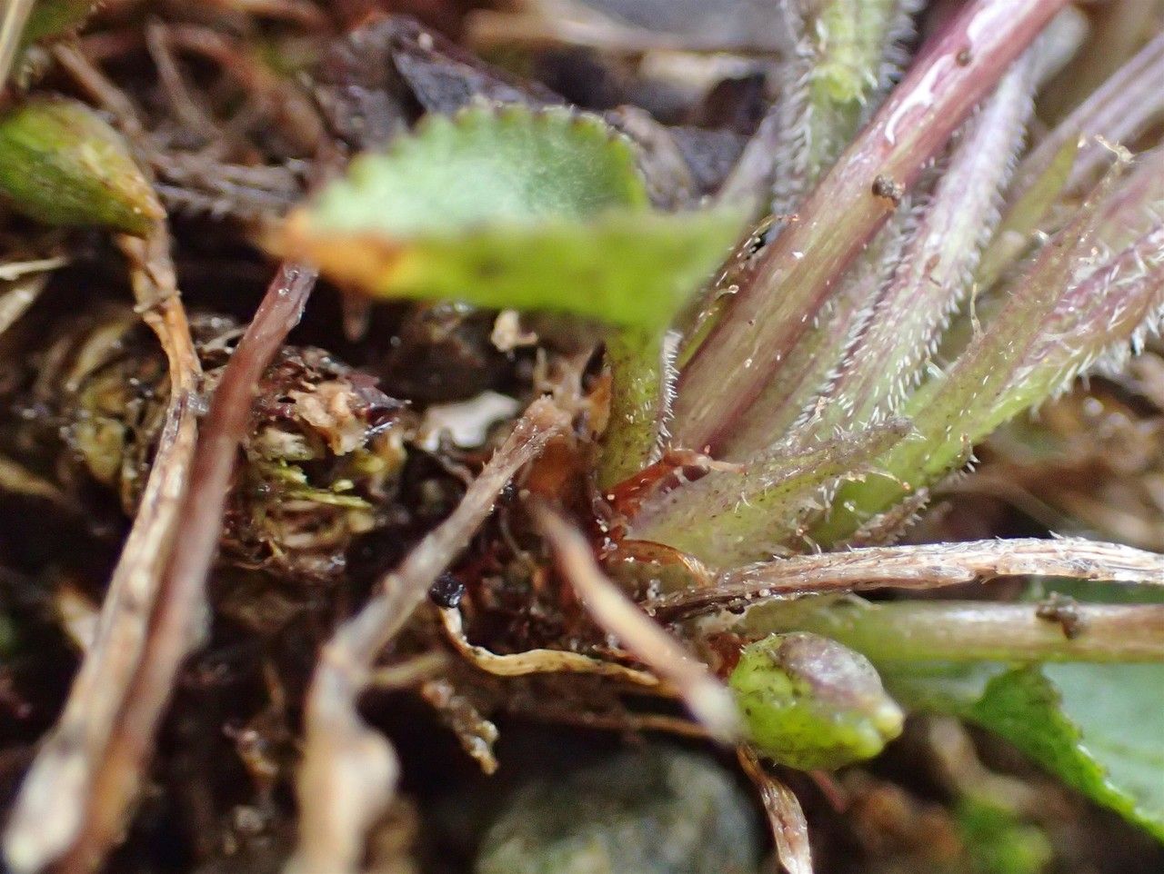 Viola thomasiana bark