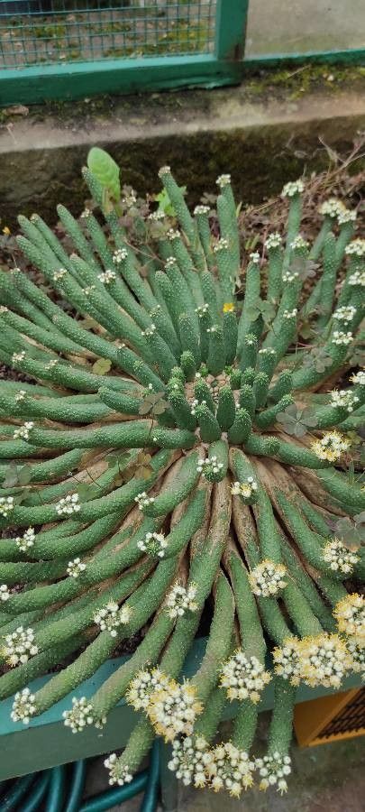 Euphorbia esculenta leaf