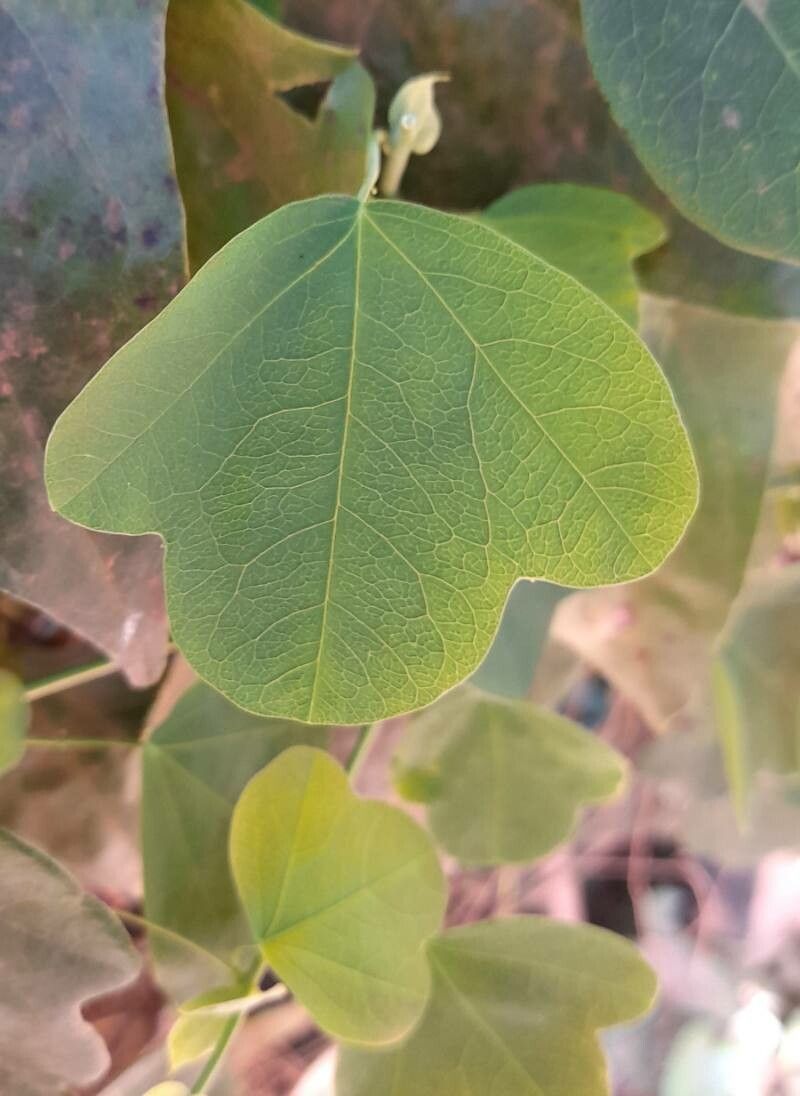 Passiflora elegans leaf