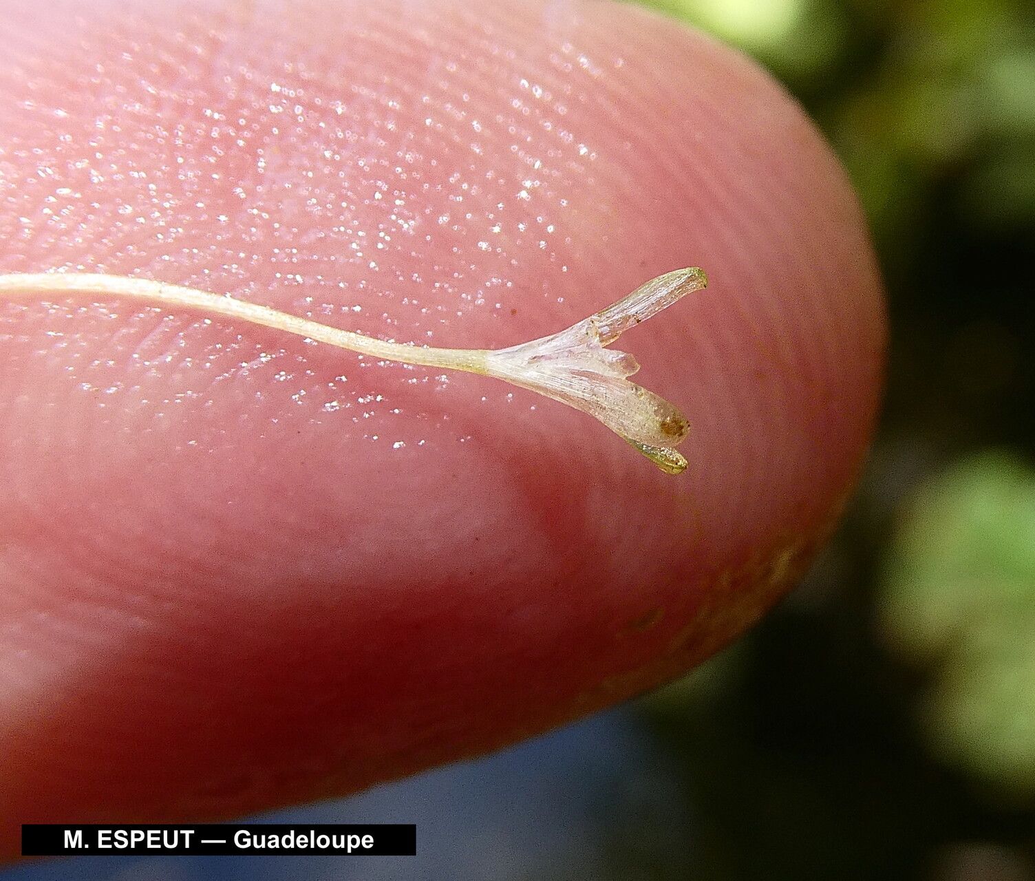 Hydrilla verticillata flower
