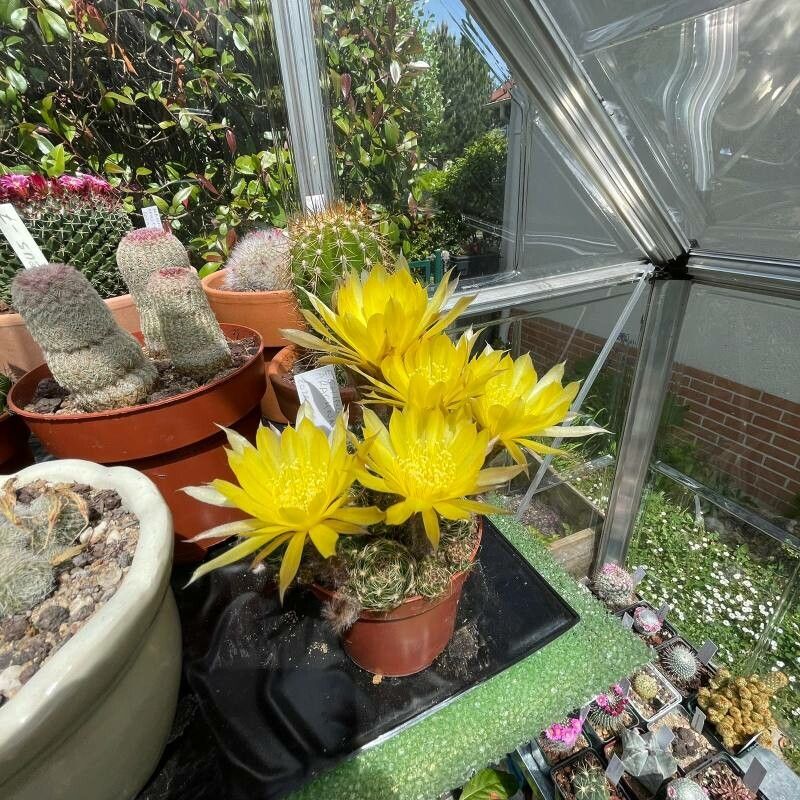 Lobivia arachnacantha flower