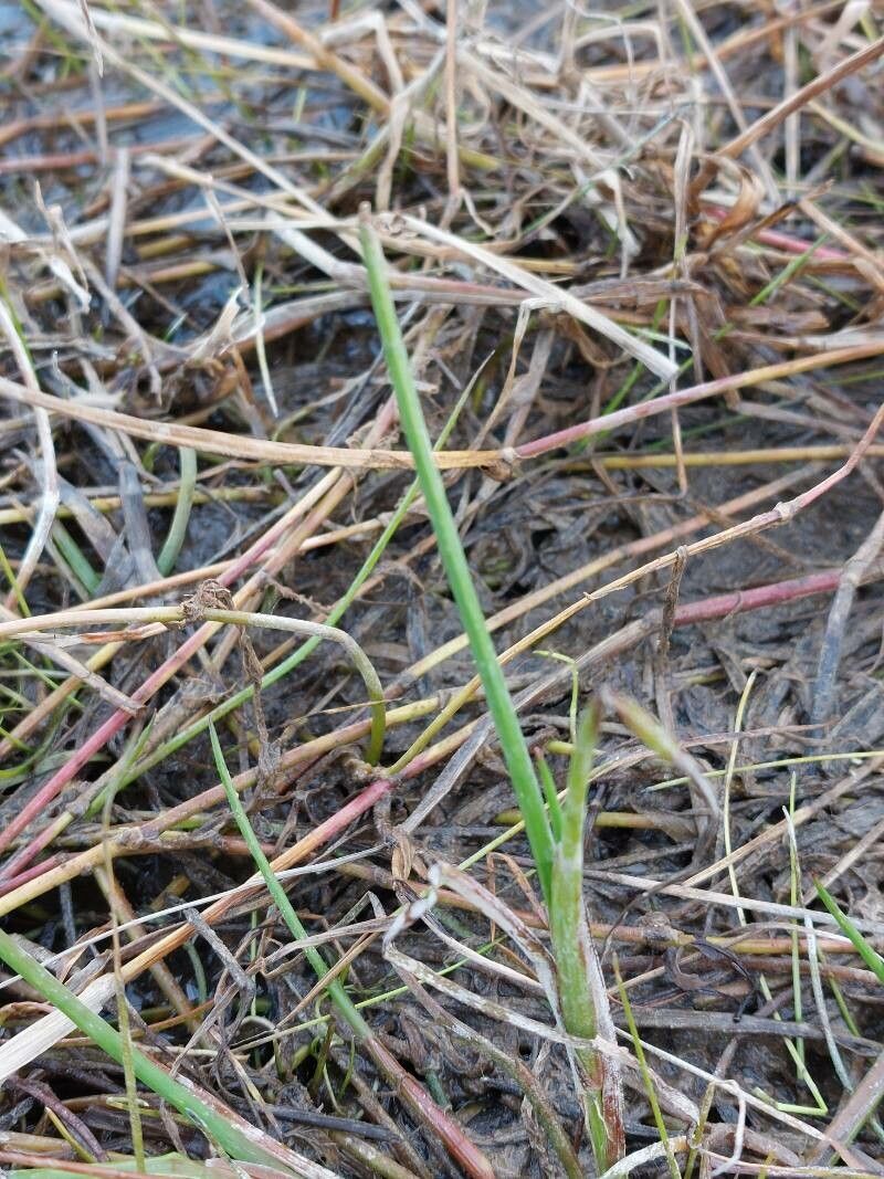 Juncus heterophyllus leaf