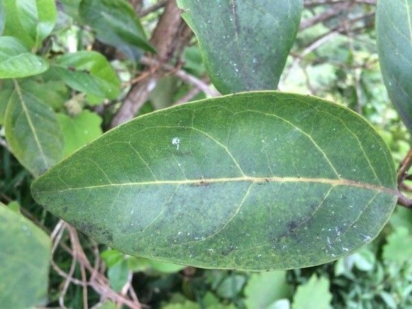 Nuxia verticillata leaf
