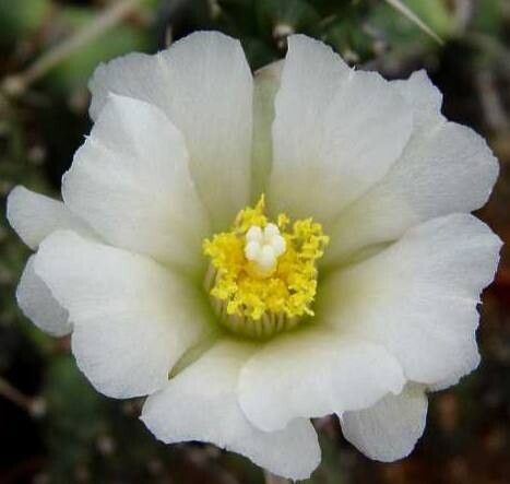 Tephrocactus articulatus flower