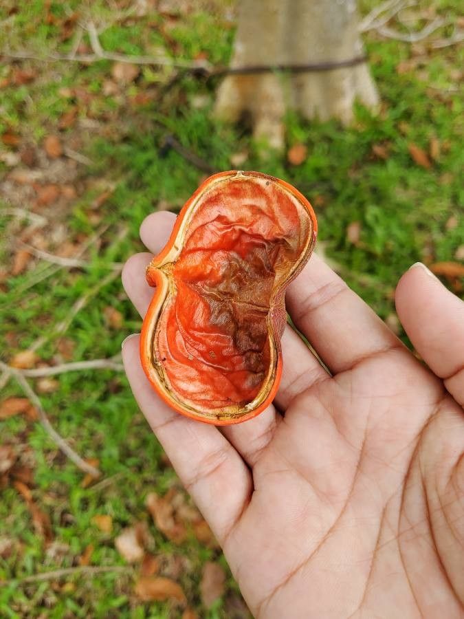 Sterculia parviflora fruit