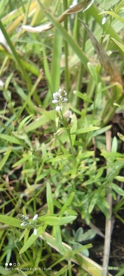Polygala paniculata flower