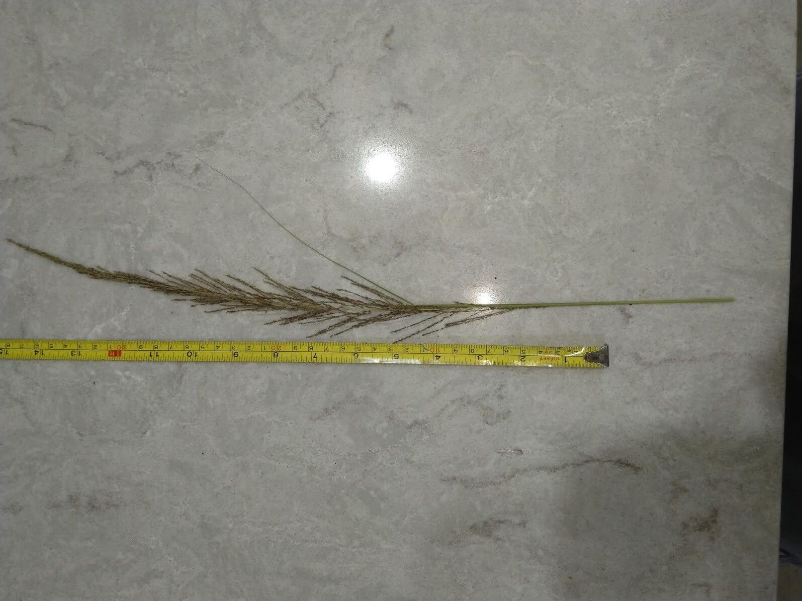 Sporobolus natalensis flower