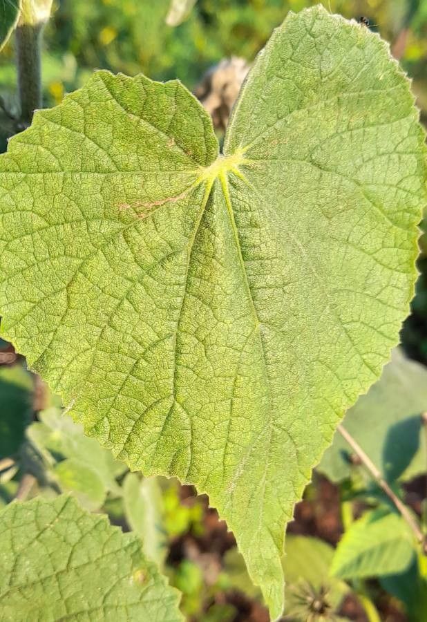 Abutilon pauciflorum leaf