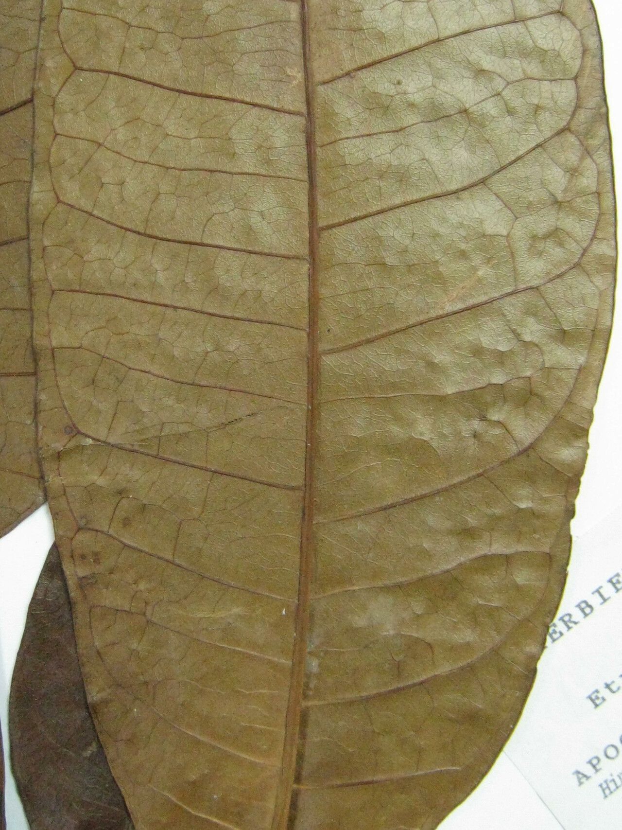 Himatanthus articulatus other