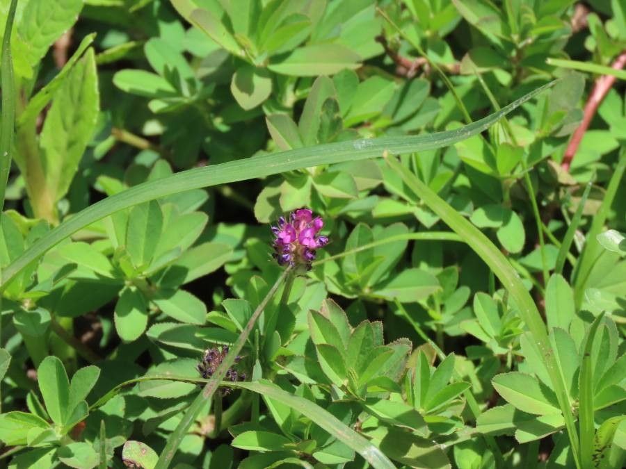 Trifolium usambarense flower