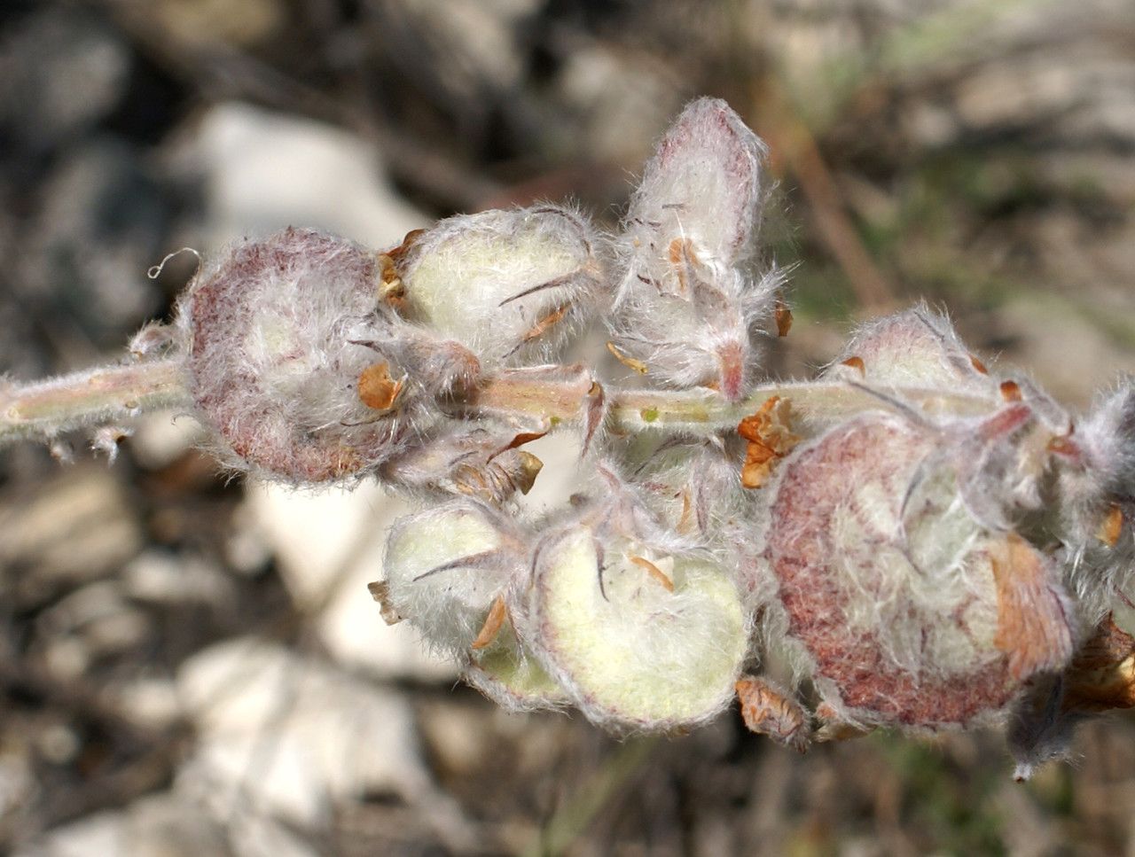 Onobrychis Kabylica fruit