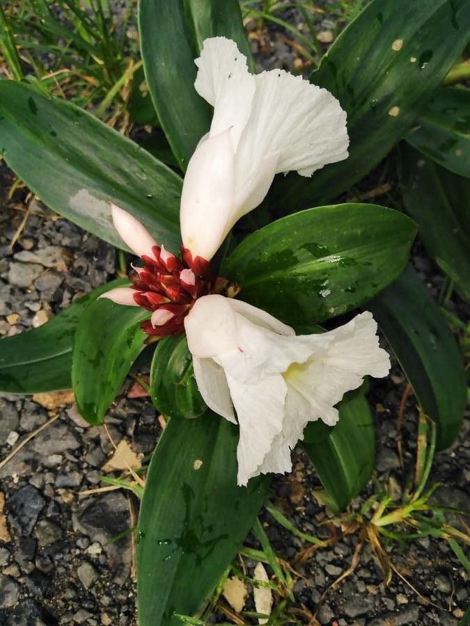 Costus guanaiensis flower